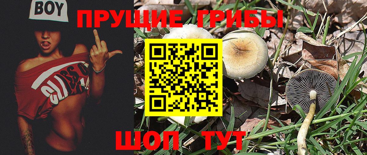 Галлюциногенные грибы Psilocybine cubensis Алейск